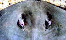 Gymnura altavela_04.jpg